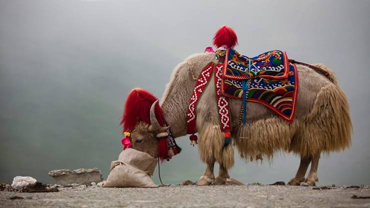 Natural Yak Wrap